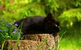 цветы, растения, кот, кошка, лежит, пень, черный кот