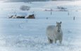 лошадь, снег, природа, зима, конь