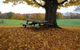 дерево, листья, осень, стол, скамья