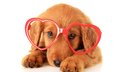 взгляд, очки, собака, щенок, бокалы, песики, ретривер, золотистый ретривер
