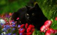 цветы, кот, мордочка, взгляд, черный кот, маргаритки