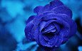 макро, цветок, капли, роза, голубая, синяя, роз