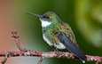 птица, клюв, перья, колибри, white-throated hummingbird, leucochloris albi, dario sanches