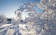 деревья, снег, зима, канада, какиса, северо-западные территории