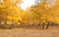 деревья, природа, лес, листья, пейзаж, березы, осень, казахстан