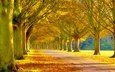 дорога, деревья, листья, парк, осень, аллея, дроога