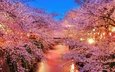 ночь, деревья, огни, река, цветение, парк, япония, весна, сакура