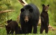 животные, семья, медведи, стойка, медведица, медвежата, барибал, чёрный медведь
