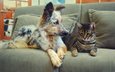 кот, кошка, собака, пара, пес, диван, дружба