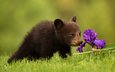 цветок, медведь, медвежонок, ирис, барибал, чёрный медведь