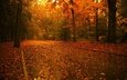 дорога, деревья, листья, парк, осень, аллея