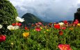 цветы, горы, природа, швейцария, маки, лугано