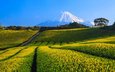 горы, снег, природа, пейзаж, гора, япония, фудзияма, чайная плантация, гора фудзи, чайные плантации