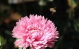 макро, насекомое, цветок, пчела, розовая, хризантема