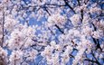 небо, цветы, дерево, цветение, макро, ветки, япония, размытость, вишня, сакура, синее, мацумото, префектура нагано
