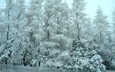 деревья, снег, лес, зима, мороз, деревь, изморозь