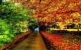 дорога, деревья, природа, листва, осень, забор, англия, винчестер-гемпшир