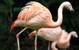 фламинго, птицы, зоопарк, гаосюн