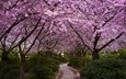 цветы, деревья, цветение, парк, кусты, япония, сакура, аллея