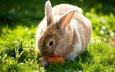 трава, солнце, лето, кролик, зайцы, вс, морковка, летнее
