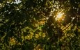 свет, солнце, дерево, листья, ветки