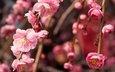 дерево, цветение, макро, ветки, весна, розовый, слива