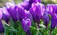 фиолетовый, весна, крокусы