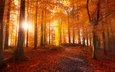 свет, дорога, деревья, солнце, лес, листья, парк, лучи солнца, осень, листопад
