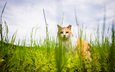 трава, кот, лето, кошка, взгляд