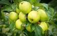 дерево, листья, макро, капли, фрукты, яблоки, плоды, яблоня