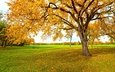 дерево, желтый, листья, осень