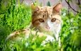 трава, кот, взгляд, желтоглазый