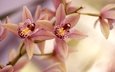ветка, лепестки, орхидея