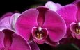 макро, лепестки, орхидея, фаленопсис, малиновый
