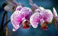 экзотика, орхидеи, соцветие