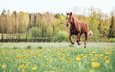 цветы, лошадь, деревья, поле, лето, конь
