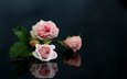 цветы, отражение, розы, розовые