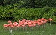 фламинго, птицы, розовые, цапля, a flock of pink flamingos