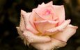 капли, роза, бутон, розовая