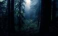 ночь, деревья, лес