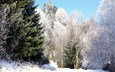 снег, лес, зима, березы, елки