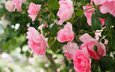 цветы, бутоны, макро, розы, лепестки, боке, розовый куст