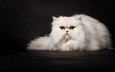 кошка, темный фон, белая, персидская