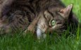 трава, кот, мордочка, кошка, взгляд, зеленые глаза, полосатый