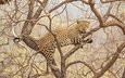 природа, дерево, леопард, хищник, большая кошка