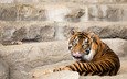 тигр, кошка, взгляд, язык, суматранский