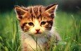 трава, природа, кошка, котенок