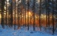 деревья, солнце, снег, природа, лес, зима
