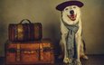 морда, стиль, портрет, ретро, обработка, собака, образ, выражение, берет, шарф, чемоданы, путешественник, сборы