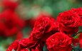 цветы, розы, размытость, боке, красные розы